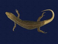 Formosan Chinese skink Collection Image, Figure 1, Total 10 Figures